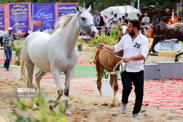 Pure Turkmen Horse Beauty National Festival