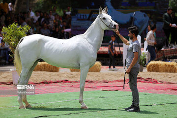 Pure Turkmen Horse Beauty National Festival