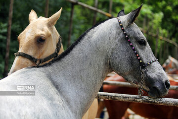 Pure Turkmen Horse Beauty National Festival