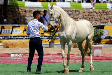 Pure Turkmen Horse Beauty National Festival