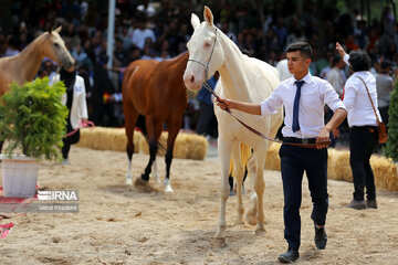 Pure Turkmen Horse Beauty National Festival