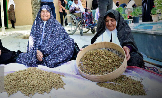 جشنواره توت در روستای ترکان شهرستان مروست یزد برگزار شد + فیلم