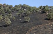 چهار هکتار از ارتفاعات قلاجه و مراتع گیلانغرب در آتش سوخت