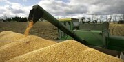 ۳۴۰ هزار تُن گندم تولیدی در گلستان خریده شد