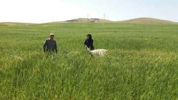مبارزه با آفت سن در ۲۹۴ هزار هکتار از مزارع کردستان انجام شد