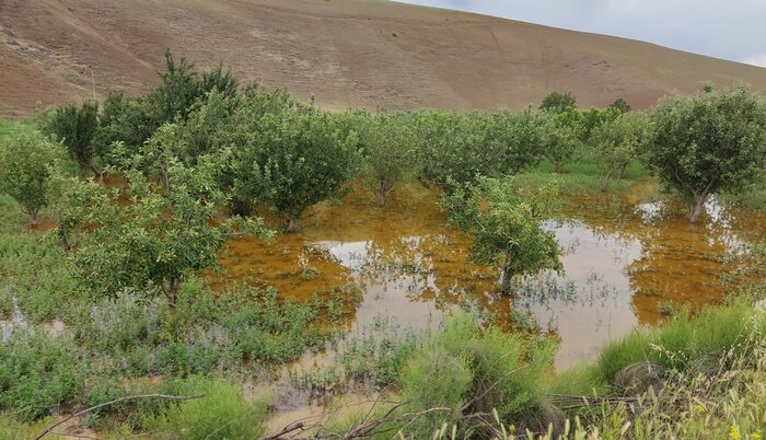 بلایای طبیعی ۱۸ هزار میلیارد ریال به بخش کشاورزی گرمی و انگوت خسارت زد