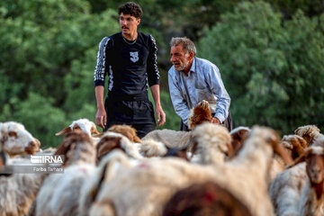 Migración de nómadas Lak en Lorestán