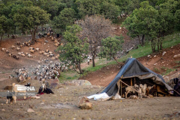 Migración de nómadas Lak en Lorestán