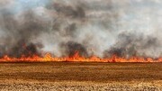 آتش سوزی بادامستانهای کهگیلویه مهار شد