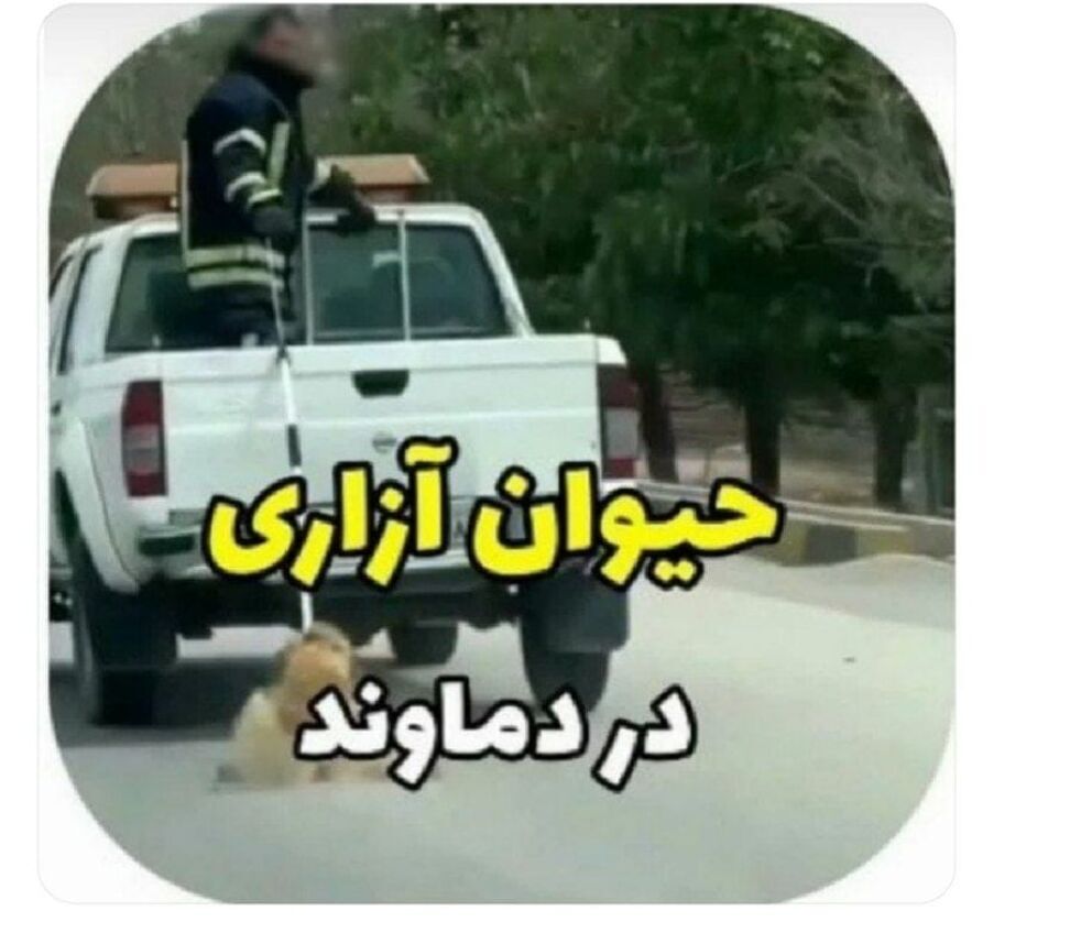 دستگیری فرد حیوان‌آزار در دماوند