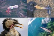 نقش آموزش و افزایش آگاهی در کاهش آلودگی پلاستیکی 