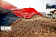 خرید تضمینی گندم در اصفهان ۳۶ درصد افزایش یافت