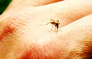 هشدار علوم پزشکی نسبت به شیوع مالاریا در آذربایجان شرقی 