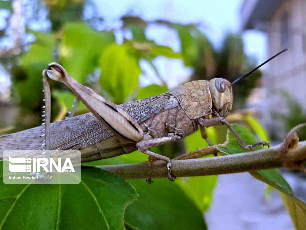 مبارزه با ملخ مراکشی در هشت هزار هکتار از مزارع شهرستان طارم انجام می‌شود