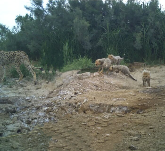 دورخیز بلند استان سمنان برای حفظ یوزپلنگ از خطر انقراض
