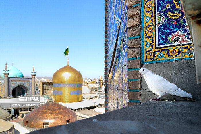 سفر به ولایت خورشید و تجربه طلیعه بهار در دیار امام مهربانیها