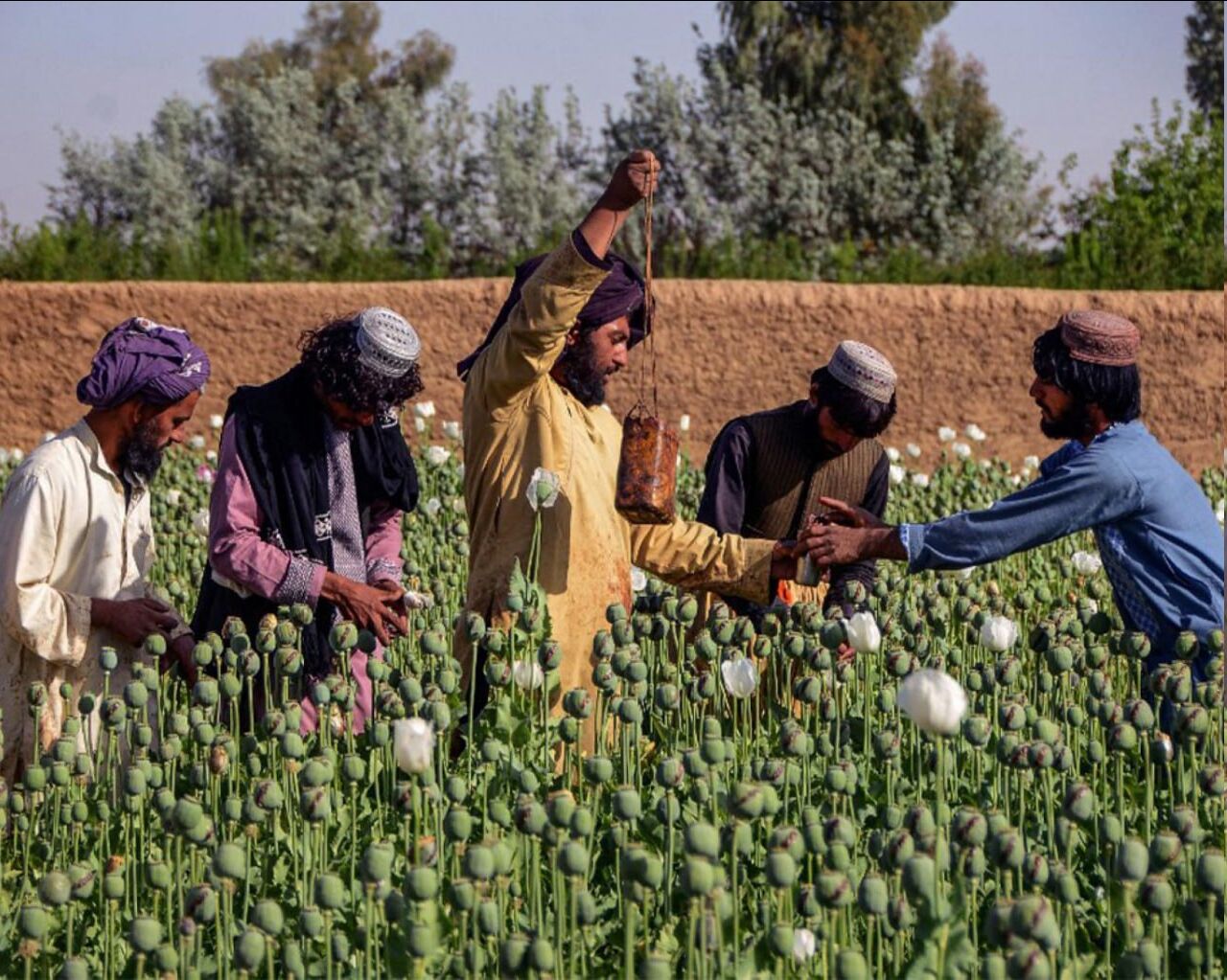 کشت خشخاش در افغانستان به پایین‌ترین سطح در دو دهه گذشته رسید