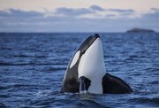 ماجرای دیده شدن نهنگ قاتل در محدوده آبی کیش+ فیلم