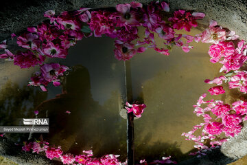 Rosewater festival in Iran's Kordestan Province