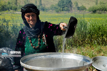 Rosewater festival in Iran's Kordestan Province