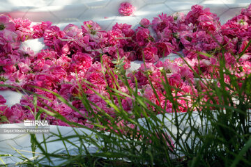 Rosewater festival in Iran's Kordestan Province