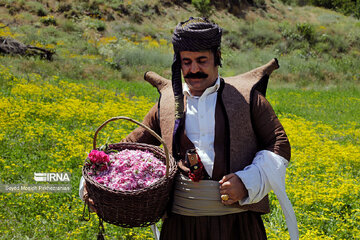 Rosewater festival in Iran's Kordestan Province