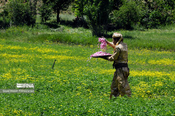 Rosewater festival in Iran's Kordestan Province