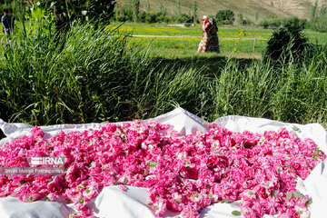 Rosewater festival in Iran's Kordestan Province