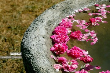 Festival de production d'eau de rose dans la ville de Sanandaj