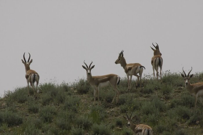 خطر انقراض، بیخ گوش آهوان دشت سهرین زنجان