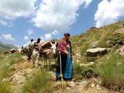 عشایر قوچان کوچ پاییزه خود را به سمت مناطق قشلاقی استان گلستان آغاز کردند