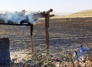 ۱۵۵ هکتار از مزارع گندم و پسماند کشاورزی گیلانغرب در آتش سوخت
