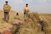 برداشت زیره سبز از مزارع تفتان سیستان و بلوچستان آغاز شد