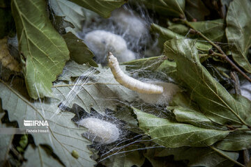 Silkworm breeding in northern Iran