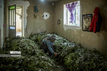 Silkworm breeding in northern Iran