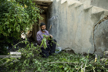 Silkworm breeding in northern Iran