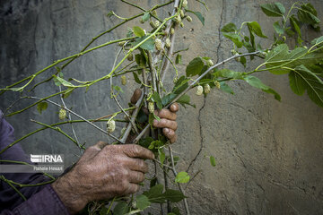 Silkworm breeding in northern Iran