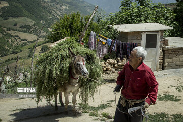 Silkworm breeding in northern Iran