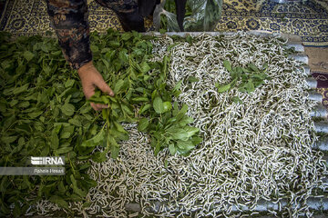 Silkworm breeding in northern Iran