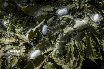 Silkworm breeding in northern Iran