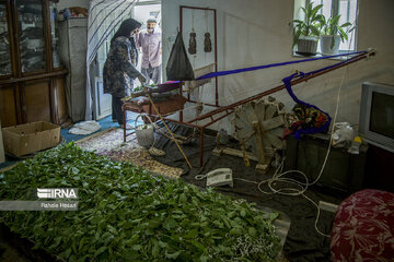 Silkworm breeding in northern Iran