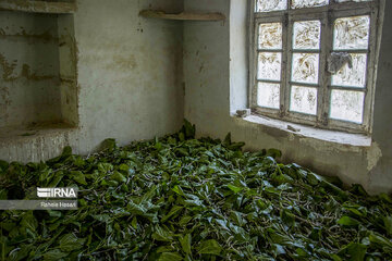 Silkworm breeding in northern Iran