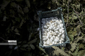 Silkworm breeding in northern Iran