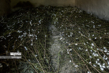 Silkworm breeding in northern Iran