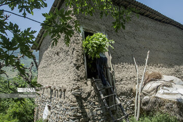 Silkworm breeding in northern Iran