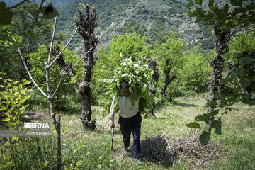 Silkworm breeding in northern Iran