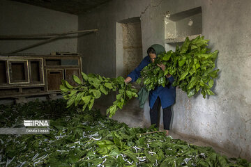 Silkworm breeding in northern Iran