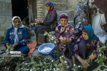 Silkworm breeding in northern Iran