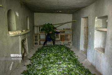 Silkworm breeding in northern Iran