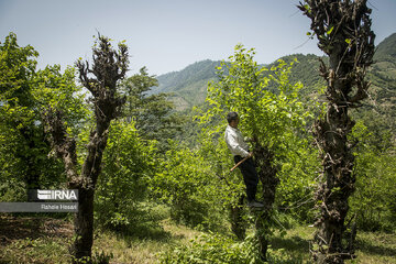 Silkworm breeding in northern Iran